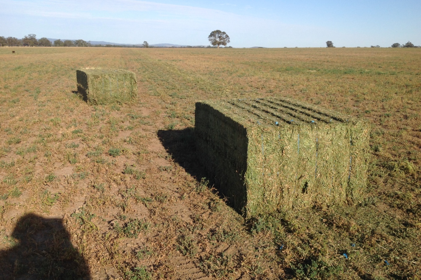 40 of (8 x 4 x 3 ) bales last season Vetch Hay in shed for sale